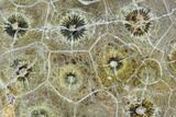 Polished Fossil Coral (Actinocyathus) - Morocco #110556-1